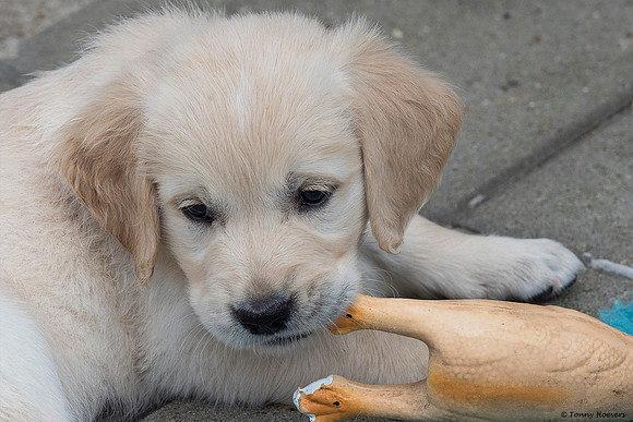 pups-joplynn-6weken_TH_1949