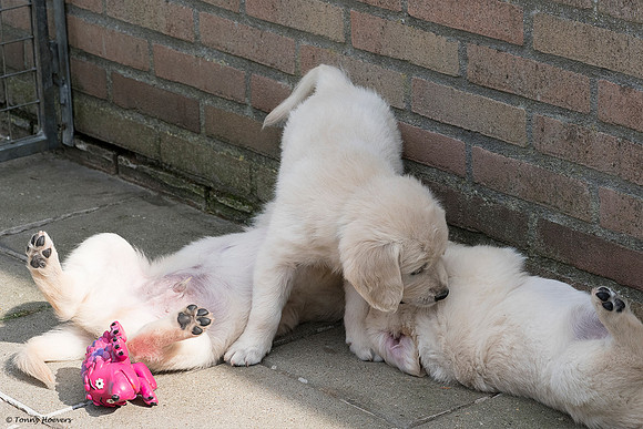 pups-joplynn-6weken_TH_1950