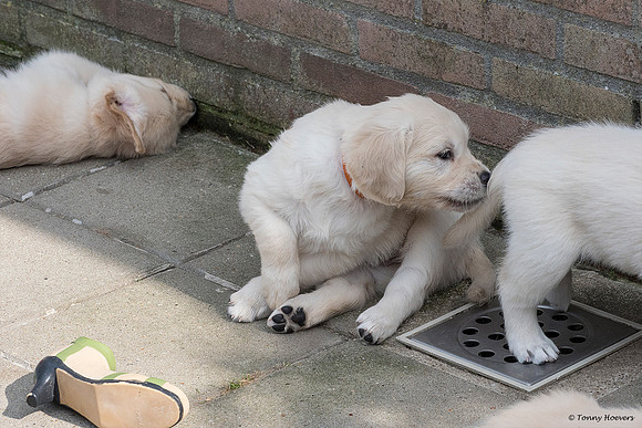 pups-joplynn-6weken_TH_1951