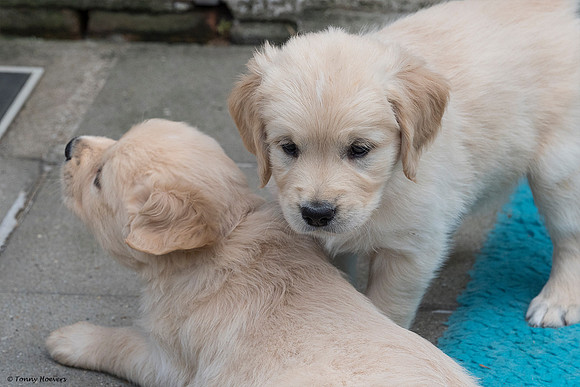 pups-joplynn-6weken_TH_1952