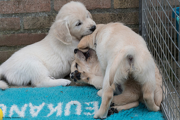 pups-joplynn-6weken_TH_1953