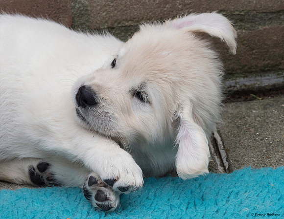 pups-joplynn-6weken_TH_1954