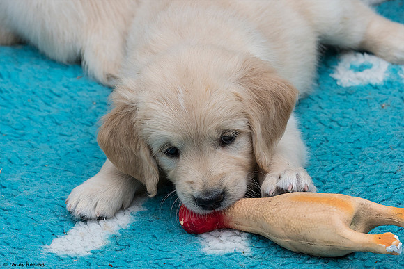 pups-joplynn-6weken_TH_1955