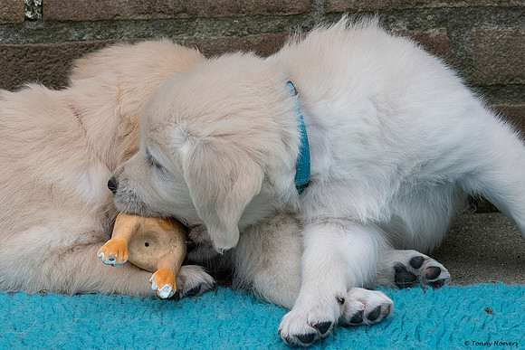 pups-joplynn-6weken_TH_1957