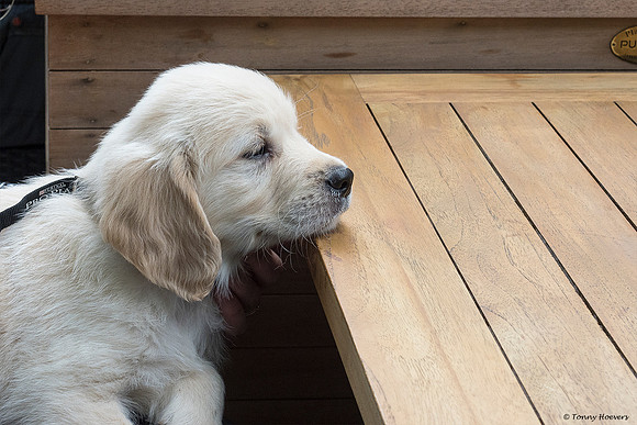 pups-joplynn-6weken_TH_1974