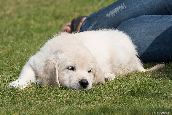 pups-joplynn-6weken_TH_1961