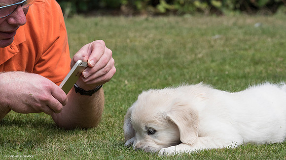 pups-joplynn-6weken_TH_1962