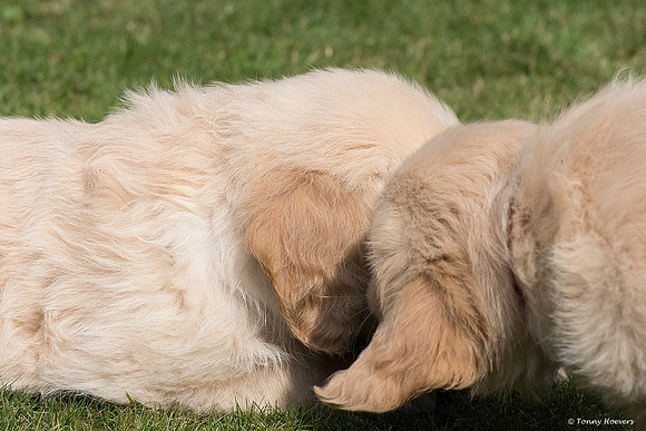 pups-joplynn-6weken_TH_1960