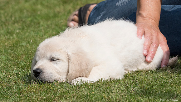 pups-joplynn-6weken_TH_1959