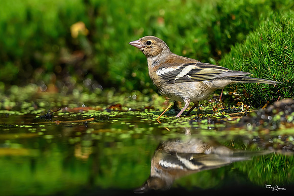 vogelhut_espelo_TH_1536