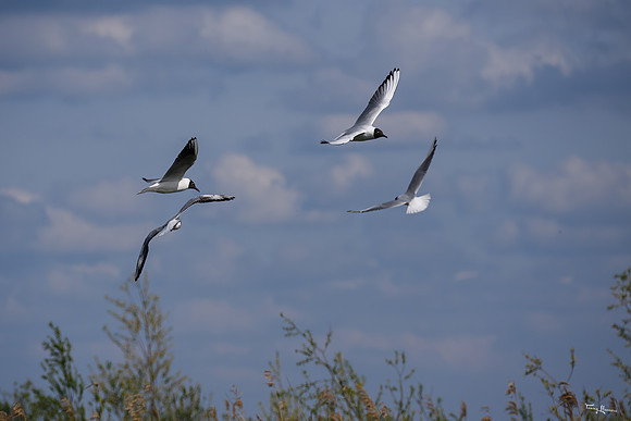 lingezegen_TH_0645