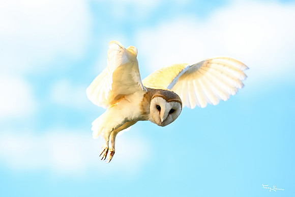 valk_roofvogels_TH_1760