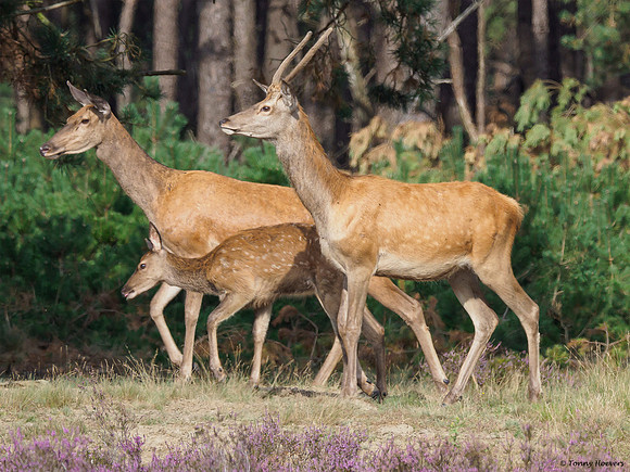 hogeveluwe_TH_1999