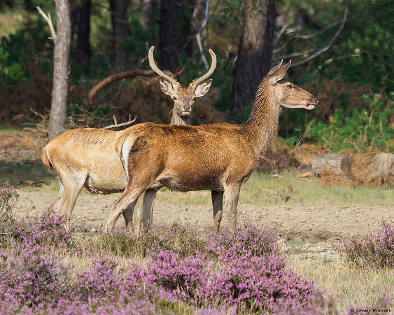 hogeveluwe_TH_2001