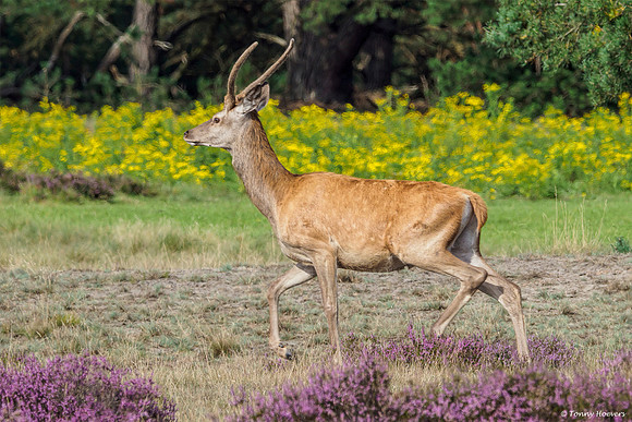 hogeveluwe_TH_2000
