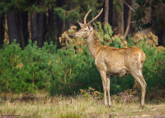 hogeveluwe_TH_2003