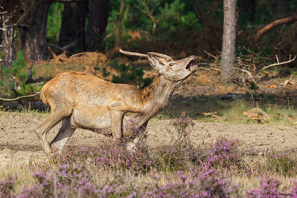 hogeveluwe_TH_2002