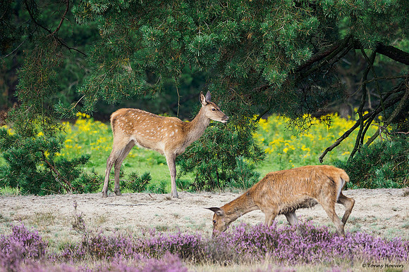 hogeveluwe_TH_2004