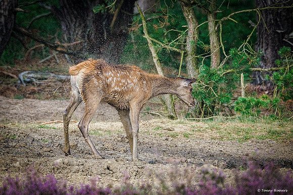 hogeveluwe_TH_2005