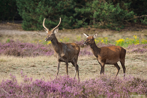 hogeveluwe_TH_2006
