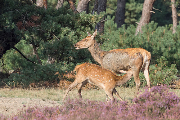 hogeveluwe_TH_2007