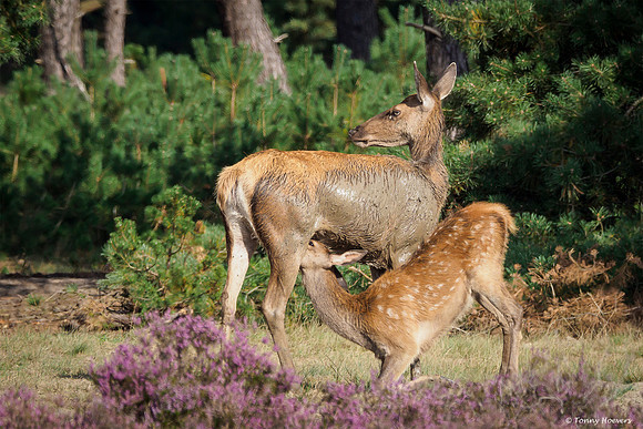 hogeveluwe_TH_2008