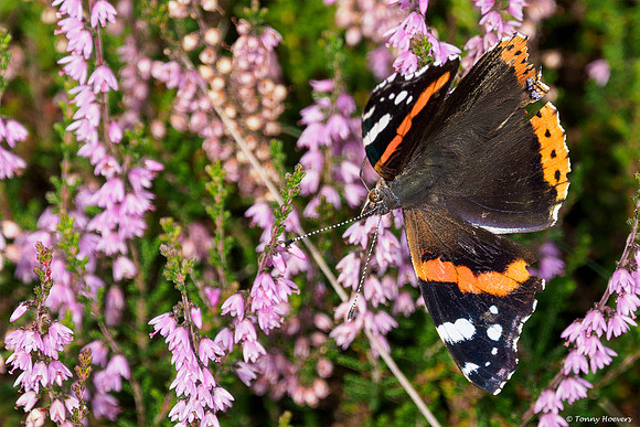 hogeveluwe_TH_2011