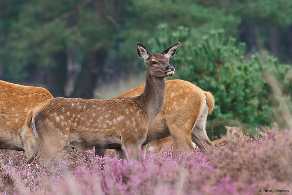 hogeveluwe_TH_2013