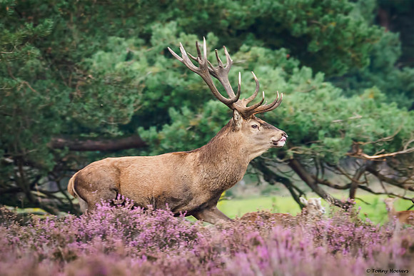hogeveluwe_TH_2014