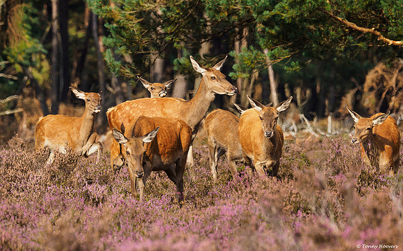 hogeveluwe_TH_2012