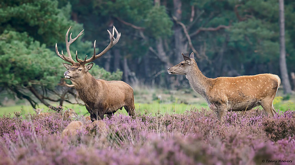 hogeveluwe_TH_2015