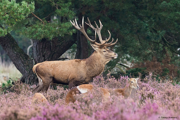 hogeveluwe_TH_2017