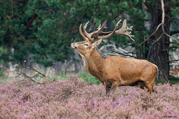 hogeveluwe_TH_2018