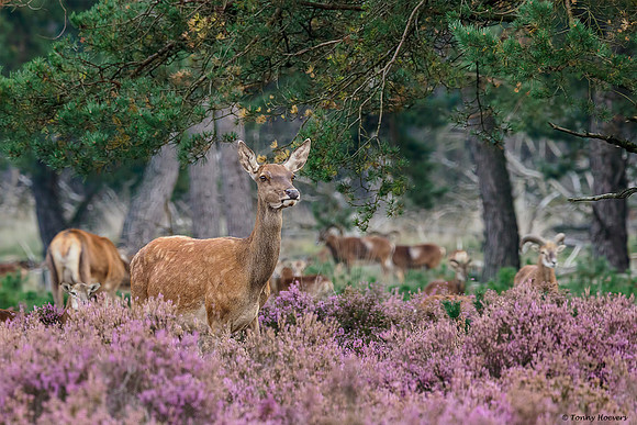 hogeveluwe_TH_2019