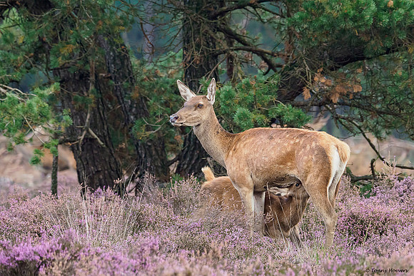 hogeveluwe_TH_2020