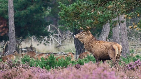 hogeveluwe_TH_2016