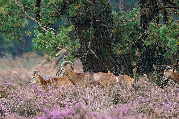 hogeveluwe_TH_2021