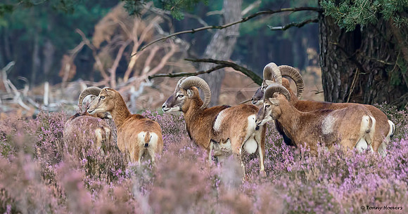 hogeveluwe_TH_2022