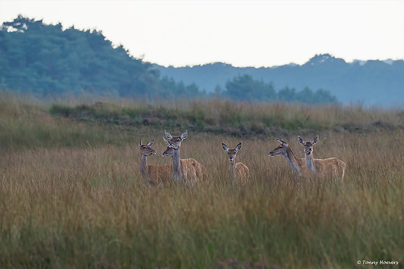 hogeveluwe_TH_2023