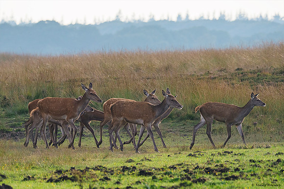 hogeveluwe_TH_2024