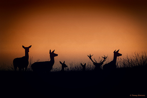 hogeveluwe_TH_2025