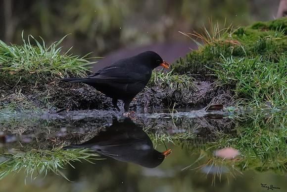 tuinhut_TH_0172