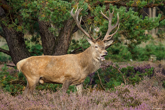 hogeveluwe_TH_2145