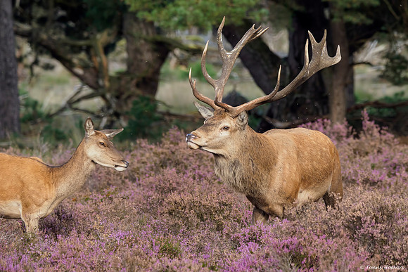hogeveluwe_TH_2146