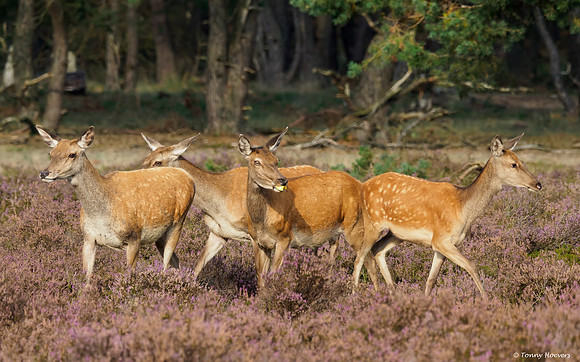 hogeveluwe_TH_2142