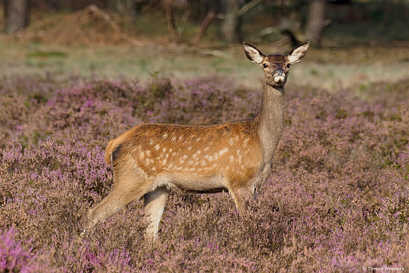 hogeveluwe_TH_2144