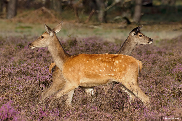 hogeveluwe_TH_2143
