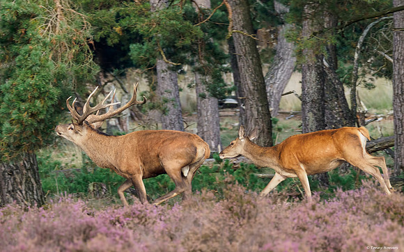 hogeveluwe_TH_2147
