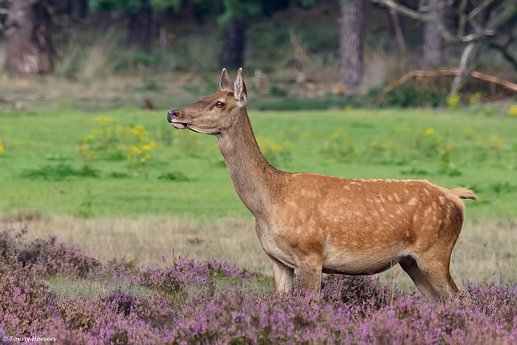 hogeveluwe_TH_2148