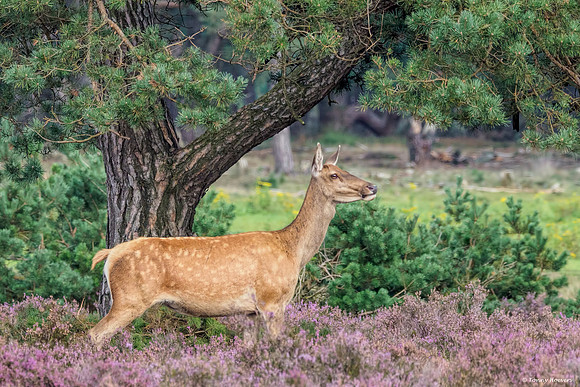 hogeveluwe_TH_2149